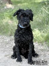 CARPET, Hund, Mischlingshund in Slowakische Republik - Bild 4