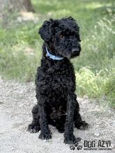 CARPET, Hund, Mischlingshund in Slowakische Republik - Bild 5