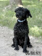 CARPET, Hund, Mischlingshund in Slowakische Republik - Bild 6