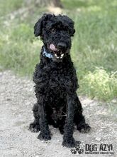 CARPET, Hund, Mischlingshund in Slowakische Republik - Bild 7
