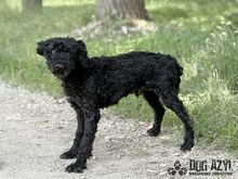CARPET, Hund, Mischlingshund in Slowakische Republik - Bild 8