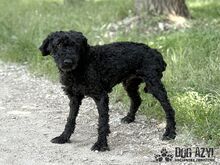 CARPET, Hund, Mischlingshund in Slowakische Republik - Bild 9