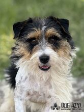MIKI, Hund, Mischlingshund in Slowakische Republik - Bild 1