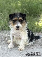 MIKI, Hund, Mischlingshund in Slowakische Republik - Bild 10