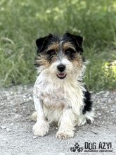 MIKI, Hund, Mischlingshund in Slowakische Republik - Bild 11