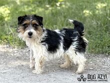 MIKI, Hund, Mischlingshund in Slowakische Republik - Bild 2