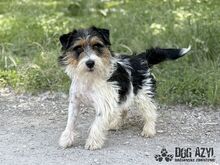 MIKI, Hund, Mischlingshund in Slowakische Republik - Bild 3