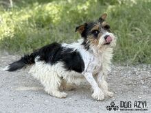MIKI, Hund, Mischlingshund in Slowakische Republik - Bild 4
