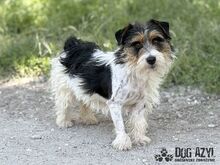 MIKI, Hund, Mischlingshund in Slowakische Republik - Bild 5