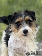MIKI, Hund, Mischlingshund in Slowakische Republik - Bild 6