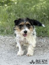 MIKI, Hund, Mischlingshund in Slowakische Republik - Bild 7