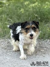 MIKI, Hund, Mischlingshund in Slowakische Republik - Bild 8