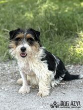 MIKI, Hund, Mischlingshund in Slowakische Republik - Bild 9