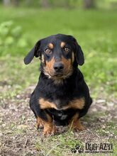 PETRO, Hund, Mischlingshund in Slowakische Republik - Bild 1