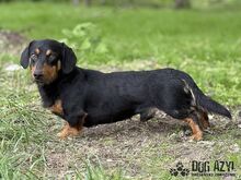 PETRO, Hund, Mischlingshund in Slowakische Republik - Bild 10