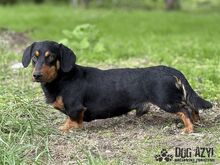 PETRO, Hund, Mischlingshund in Slowakische Republik - Bild 11