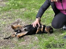 PETRO, Hund, Mischlingshund in Slowakische Republik - Bild 14