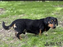 PETRO, Hund, Mischlingshund in Slowakische Republik - Bild 2