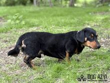 PETRO, Hund, Mischlingshund in Slowakische Republik - Bild 3
