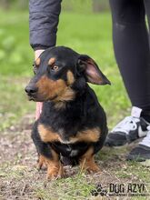 PETRO, Hund, Mischlingshund in Slowakische Republik - Bild 4