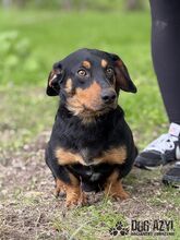 PETRO, Hund, Mischlingshund in Slowakische Republik - Bild 5