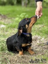 PETRO, Hund, Mischlingshund in Slowakische Republik - Bild 6