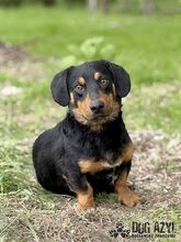 PETRO, Hund, Mischlingshund in Slowakische Republik - Bild 7
