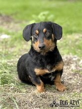 PETRO, Hund, Mischlingshund in Slowakische Republik - Bild 8