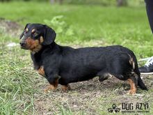 PETRO, Hund, Mischlingshund in Slowakische Republik - Bild 9
