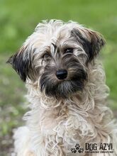 HETTY, Hund, Mischlingshund in Slowakische Republik - Bild 1