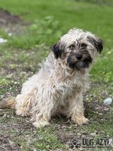 HETTY, Hund, Mischlingshund in Slowakische Republik - Bild 2