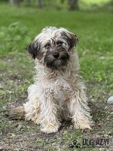 HETTY, Hund, Mischlingshund in Slowakische Republik - Bild 3