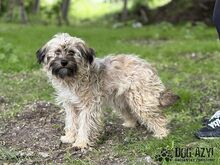 HETTY, Hund, Mischlingshund in Slowakische Republik - Bild 4