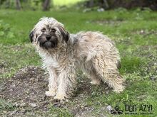 HETTY, Hund, Mischlingshund in Slowakische Republik - Bild 5