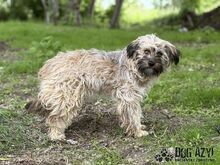 HETTY, Hund, Mischlingshund in Slowakische Republik - Bild 6
