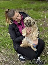 HETTY, Hund, Mischlingshund in Slowakische Republik - Bild 7