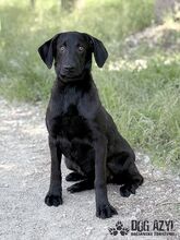FATIMA, Hund, Mischlingshund in Slowakische Republik - Bild 1