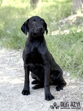 FATIMA, Hund, Mischlingshund in Slowakische Republik - Bild 2