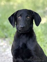FATIMA, Hund, Mischlingshund in Slowakische Republik - Bild 3