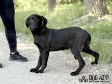 FATIMA, Hund, Mischlingshund in Slowakische Republik - Bild 4