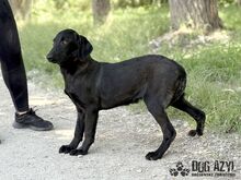 FATIMA, Hund, Mischlingshund in Slowakische Republik - Bild 5