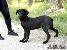 FATIMA, Hund, Mischlingshund in Slowakische Republik - Bild 6