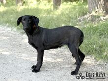 FATIMA, Hund, Mischlingshund in Slowakische Republik - Bild 7