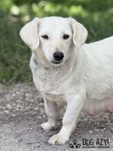 MILKIE, Hund, Mischlingshund in Slowakische Republik - Bild 1