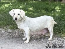 MILKIE, Hund, Mischlingshund in Slowakische Republik - Bild 10
