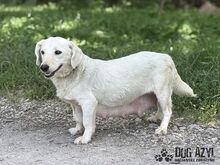 MILKIE, Hund, Mischlingshund in Slowakische Republik - Bild 11