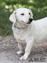 MILKIE, Hund, Mischlingshund in Slowakische Republik - Bild 12