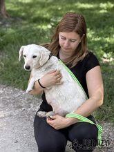 MILKIE, Hund, Mischlingshund in Slowakische Republik - Bild 13