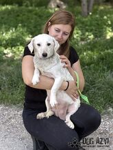 MILKIE, Hund, Mischlingshund in Slowakische Republik - Bild 14