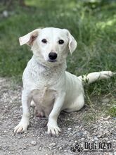 MILKIE, Hund, Mischlingshund in Slowakische Republik - Bild 2